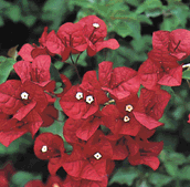 Photo of Texas Bougain Villea Wild Flowers