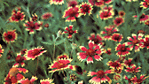 Photo of Indian Blanket Wild Flowers of Texas