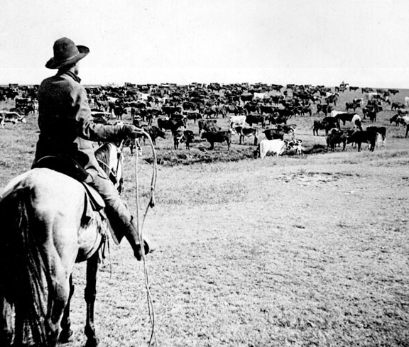 Photo of Cowboy tending herd over longhorn cattle near the area that became Deanville Texas 